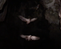 Steatornis caripensis