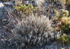 Lavandula lanata