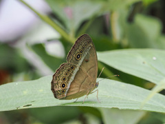 Mycalesis orseis