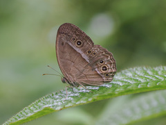 Mycalesis orseis