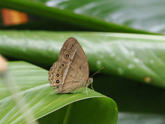 Mycalesis orseis