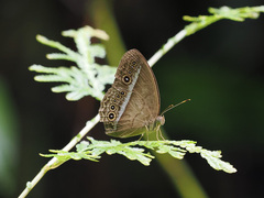 Mycalesis orseis