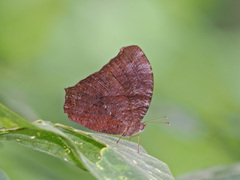 Melanitis leda