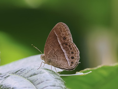 Mycalesis janardana