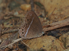 Mycalesis janardana