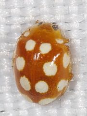 Vibidia duodecimguttata