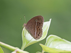 Mycalesis janardana