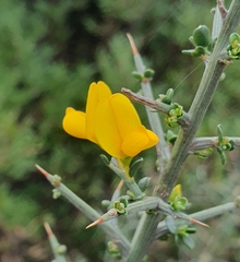 Genista scorpius
