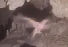 Steatornis caripensis