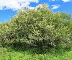 Vachellia luederitzii