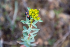 Zygaena rhadamanthus