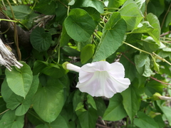 Calystegia sepium roseata