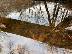 Proserpinaca palustris