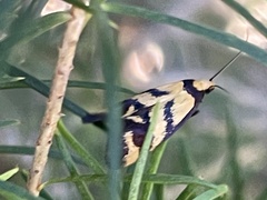 Olbonoma triptycha
