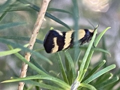 Olbonoma triptycha