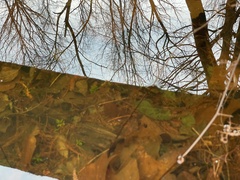 Proserpinaca palustris