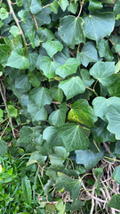 Hedera azorica