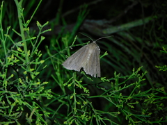 Palleopa innotata
