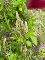 Koeleria askoldensis