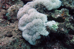 Fimbriaphyllia ancora