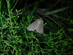 Palleopa innotata