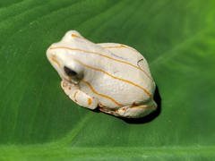 Hyperolius marmoratus taeniatus