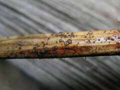 Trichopezizella nidulus