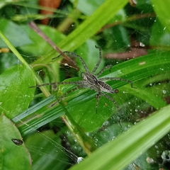 Aglaoctenus lagotis