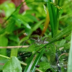 Aglaoctenus lagotis