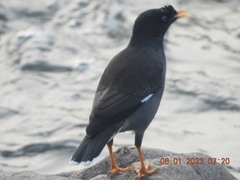 Acridotheres fuscus