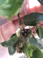 Callirhytis serricornis