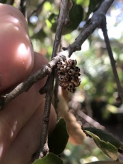 Callirhytis serricornis