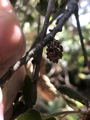 Callirhytis serricornis