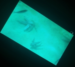 Dactylopterus volitans