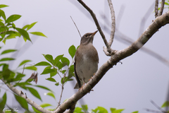 Turdus pallidus