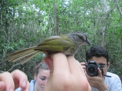 Arremonops chloronotus