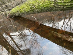 Proserpinaca palustris