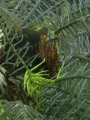 Synalpheus stimpsonii