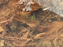 Proserpinaca palustris