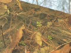 Proserpinaca palustris