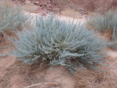 Artemisia judaica