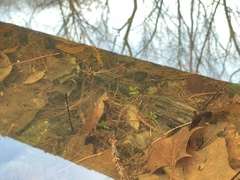 Proserpinaca palustris