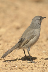 Cercotrichas coryphoeus cinerea