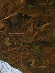 Proserpinaca palustris