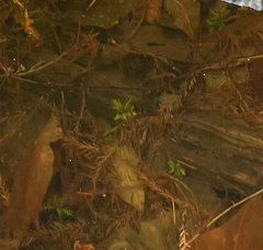 Proserpinaca palustris