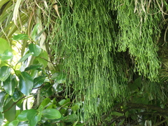 Phlegmariurus