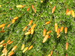 Leptostomum macrocarpum