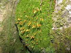 Leptostomum macrocarpum