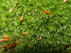 Leptostomum macrocarpum