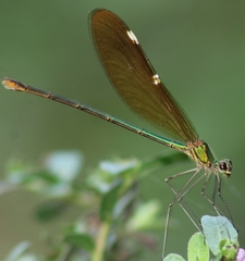 Neurobasis chinensis